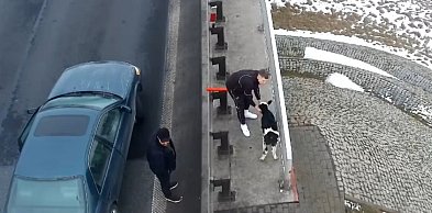 Dwa wystraszone cielaki na autostradzie