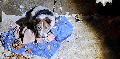 Zarzut znęcania się nad psem, któremu metalowy łańcuch wrósł w szyję