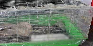 Policja: Mężczyzna znęcał się nad królikami. Grozi mu do 5 lat więzienia