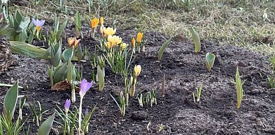 Przymrozki w powiecie kolneńskim