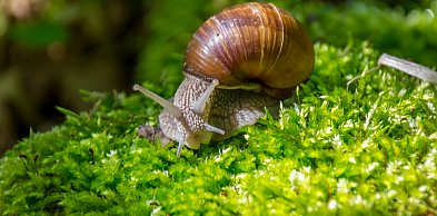 Trzeci rok z rzędu nie będzie zbiorów winniczka w regionie