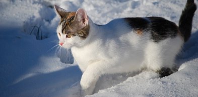 Chcesz zaoszczędzić na sterylizacji pupila? Gmina Grabowo pomoże