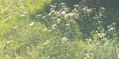 Badaczka: kleszcze, które biegną do człowieka, pojawiły się w Polsce