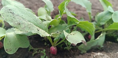 W najbliższych dniach słońce i mróz na wschodzie kraju