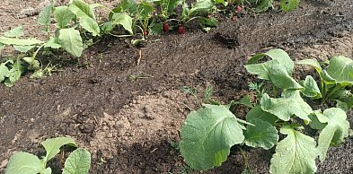 Ostrzeżenie pierwszego stopnia dla miejscowości Kolno i dla okolic