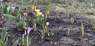 Przymrozki w powiecie kolneńskim