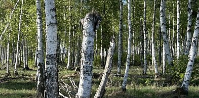 Na terenie prawie całego kraju duże zagrożenie pożarowe w lasach