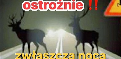 Dwa auta osobowe uderzyły w dzika na drodze Kolno - Pisz