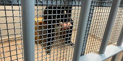 Groził matce pod wpływem alkoholu. Następnie złamał zakaz zbliżania-49070