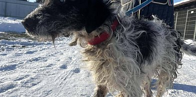 Kontrola w kolneńskim schronisku. Znamy wyniki