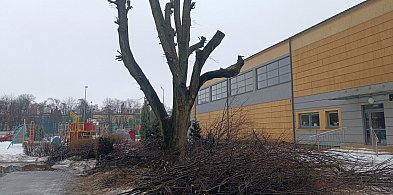 Czy drzewo w Jedynce zostało okaleczone?