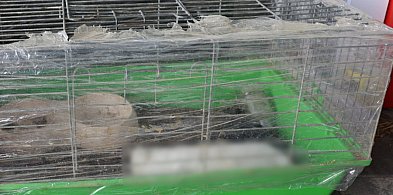 Policja: Mężczyzna znęcał się nad królikami. Grozi mu do 5 lat więzienia