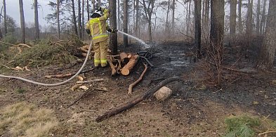 Pożar lasu w okolicach Wincenty (fotorelacja)
