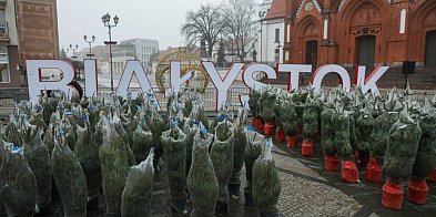 200 drzewek dostali mieszkańcy w zamian za ...-50400