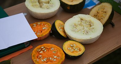 KOWR: Polska potęgą dyniową w UE-48742