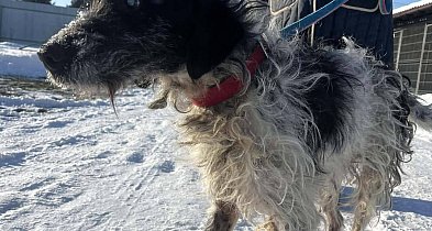 Kontrola w kolneńskim schronisku. Znamy wyniki