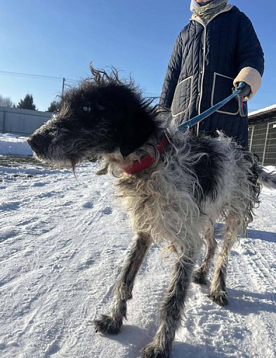 Kontrola w kolneńskim schronisku. Znamy wyniki
