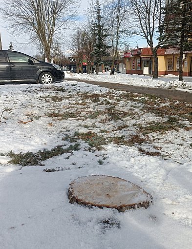 Bezmyślne wycinanie drzew w Kolnie?