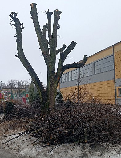 Czy drzewo w Jedynce zostało okaleczone?