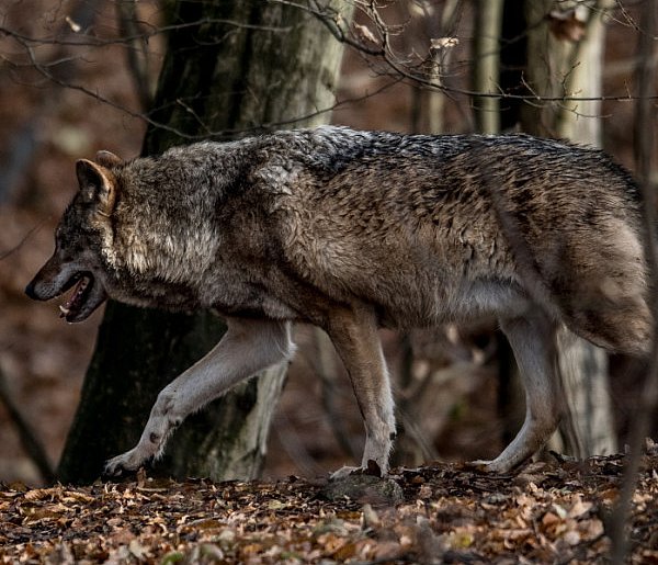 Wilki na ludzki głos reagują silniejszym strachem niż na szczekanie psów-49547
