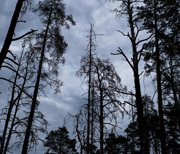 Leśnicy: z powodu korników za 10 lat może nie być świerków-49812