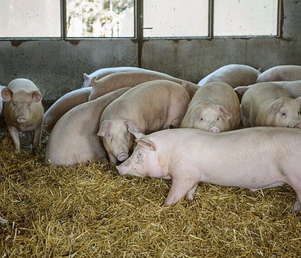 Wszystko wskazuje, że szczątki dzika z ASF celowo przeniesiono do zagłębia hodowli-49921