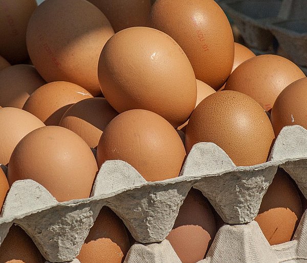 Salmonella wykryta w jajach! GIS wydał pilne ostrzeżenie-50286