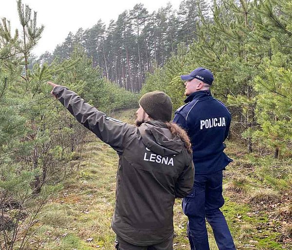 Policja w Kolnie: jeśli choinka, to tylko z legalnego źródła-50322