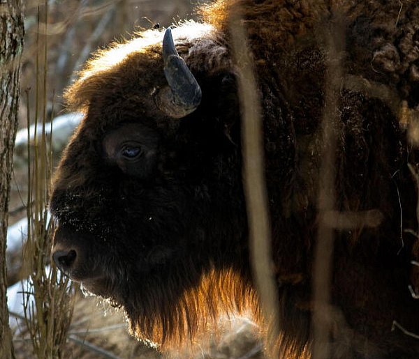 Mazurskie stada żubrów rozrastają się; zwierzęta są zdrowe-50533