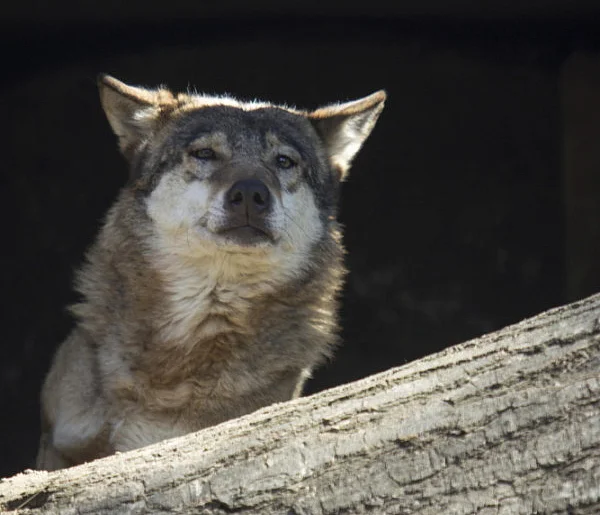 Dron daje możliwość obserwowania naturalnych zachowań wilków-50559
