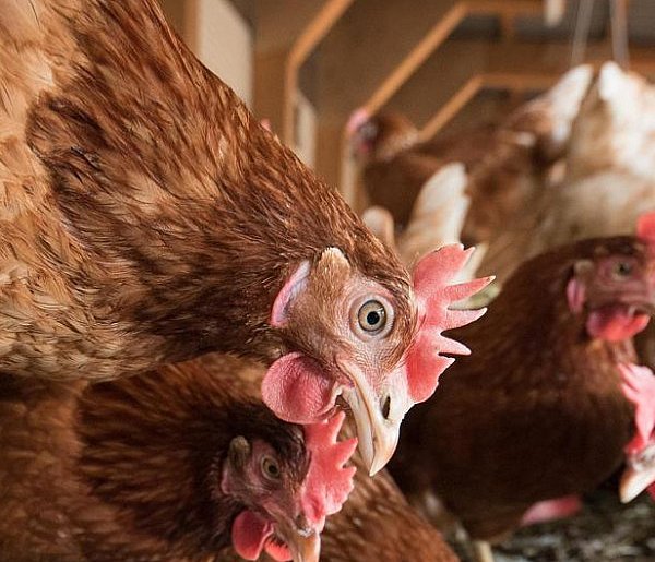 Ptasia grypa w Podlaskiem. Wojewoda wydał rozporządzenie-50854