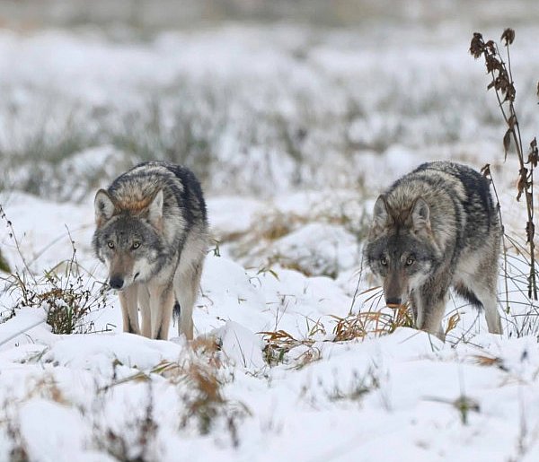 Ranny wilk konał godzinami. Policja na miejscu, brak weterynarza i spór...-51148