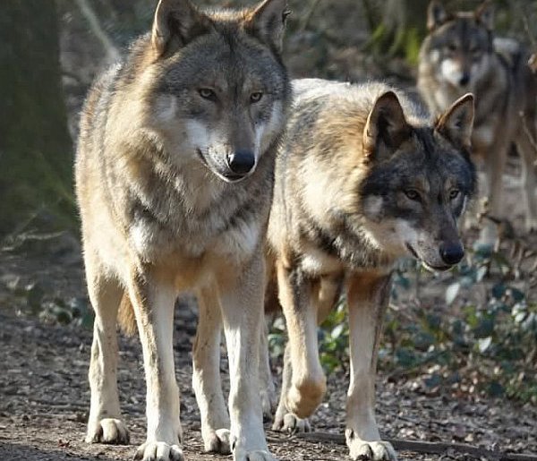 Wilki nie szukają kontaktu z człowiekiem, lecz łatwo dostępnego pożywienia