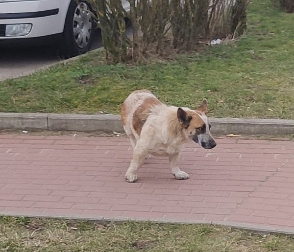 Wiceminister rolnictwa: każdy pies będzie zaczipowany