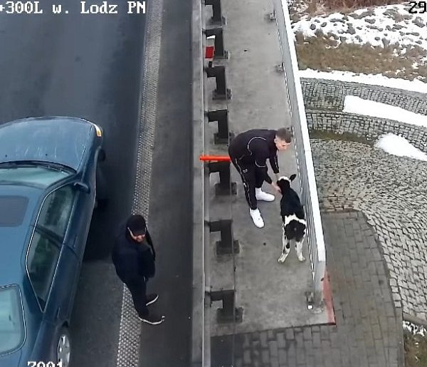 Dwa wystraszone cielaki na autostradzie