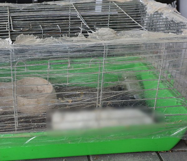 Mężczyzna znęcał się nad królikami. Grozi mu do 5 lat więzienia