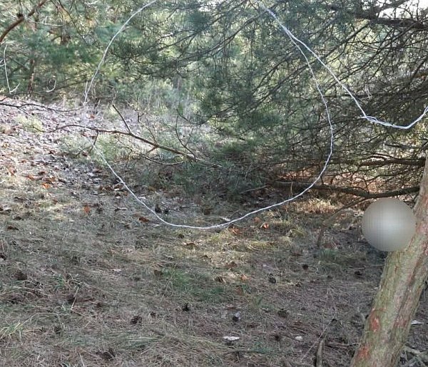 Kolneńscy kryminalni zatrzymali  podejrzanego o kłusownictwo