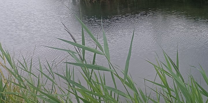 Złowił 1,3 kg ryby. Poniesie konsekwencje-49055