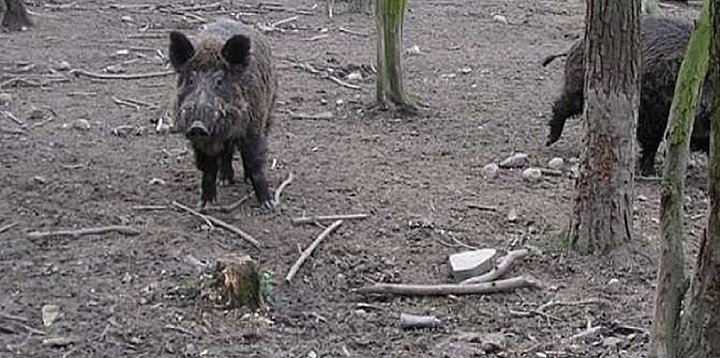 Choroba ASF u dzików w kolejnych powiatach-50044