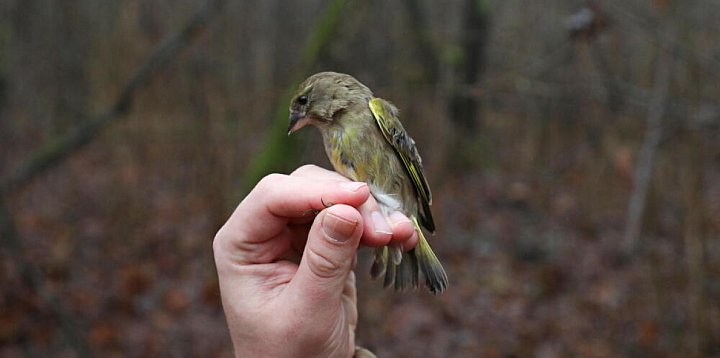 Władze Białegostoku przygotowały 140 karmników-50551