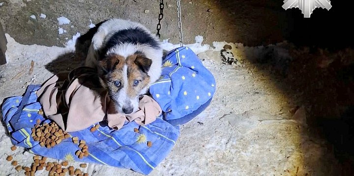 Reksio nie mógł wejść do budy