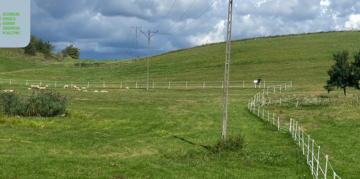 Dostaną ogrodzenia elektryczne do ochrony przed wilkami