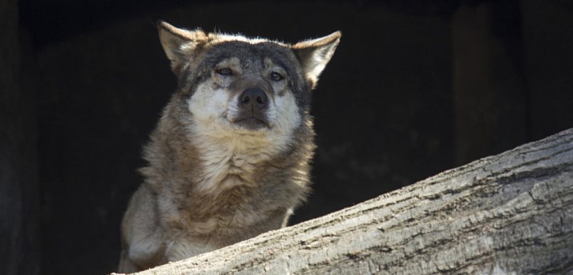 Dron daje możliwość obserwowania naturalnych zachowań wilków