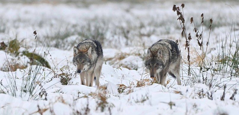 Ranny wilk konał godzinami. Policja na miejscu, brak weterynarza i spór...