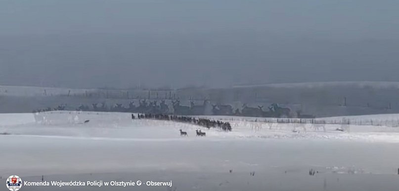 Policja ostrzega kierowców przed stadami jeleni (wideo)