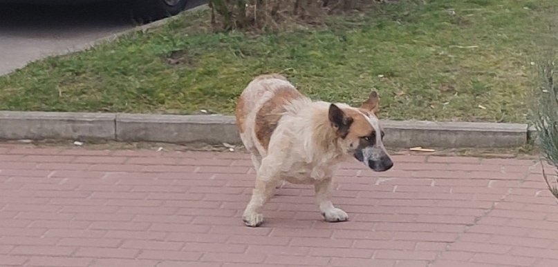 Wiceminister rolnictwa: każdy pies będzie zaczipowany