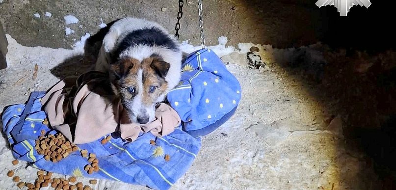 Zarzut znęcania się nad psem, któremu metalowy łańcuch wrósł w szyję