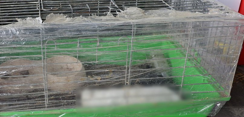 Policja: Mężczyzna znęcał się nad królikami. Grozi mu do 5 lat więzienia