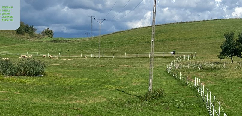 Hodowcy dostaną ogrodzenia elektryczne do ochrony przed wilkami