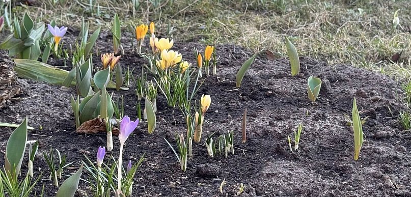 Przymrozki w powiecie kolneńskim